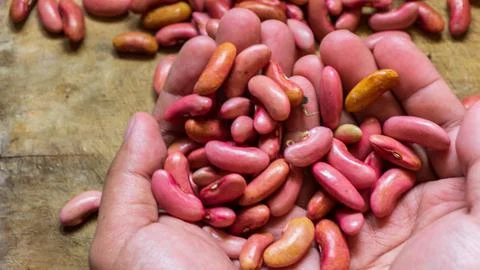 Close up of red beans. red beans background seeds Stock Photos