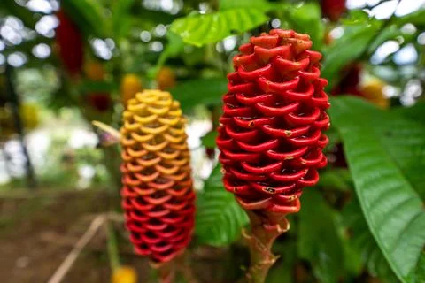Close Up red Beehive Ginger Zingiber spectabile flower ecuador amazon rainforest 写真素材
