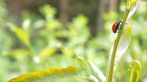 Close-up of red beetle crawling on plant stem Stock Footage 120080852