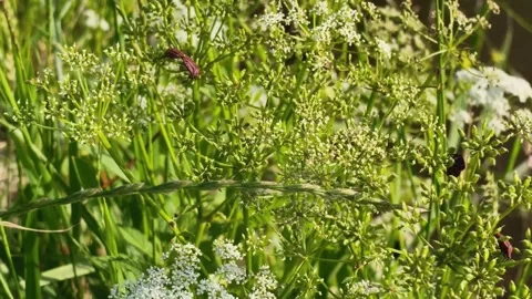 Close Up Red Beetles Crawling On White Umbrella Flowers Near Riverbank Stock Footage 340097086