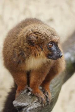 Close-up of a Red-bellied Lemur - Eulemur rubriventer Stock Photos