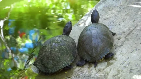 Close-up of Red Belly Turtles Couple Stock Footage 137511575