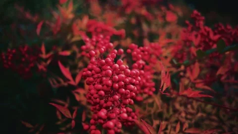 Close up of red berries on a branch, with blurred foliage creating a rich, Stock Footage 322989906