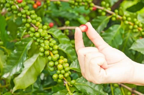 Close up red berries coffee beans on agriculturist hand Stock Photos