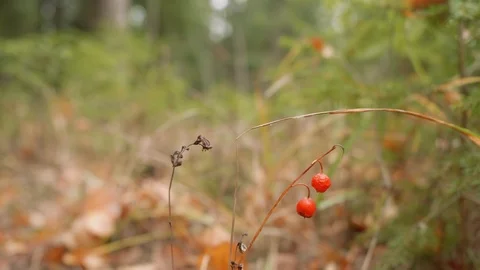 Close up of red berries in focus and defocused man passing by on background 스톡 동영상 100709563