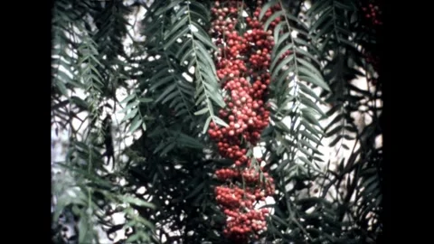 Close-Up of Red Berries Stock Footage 278167335