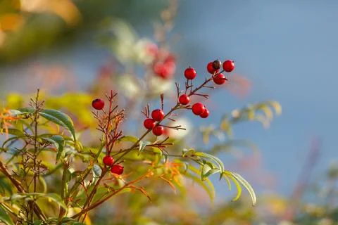 Close-up of red berries on green branches in autumn Stock Photos