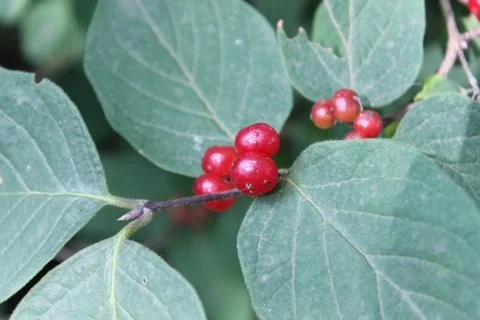 Close up of red berries Foto stock