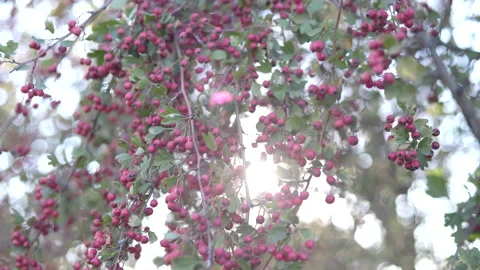 Close Up on Red Berries Plant (03) Stock Footage 211762341
