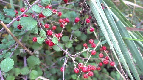 Close up red berries of wild blackberry Stock Footage 99577611