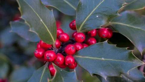Close up of red berries in winter Stock Photos