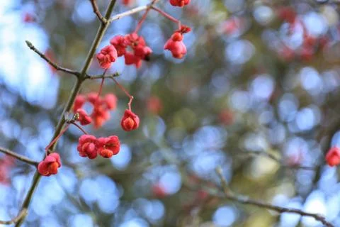 Close-up of Red berry of Broadleaf spindle. Stock-Fotos
