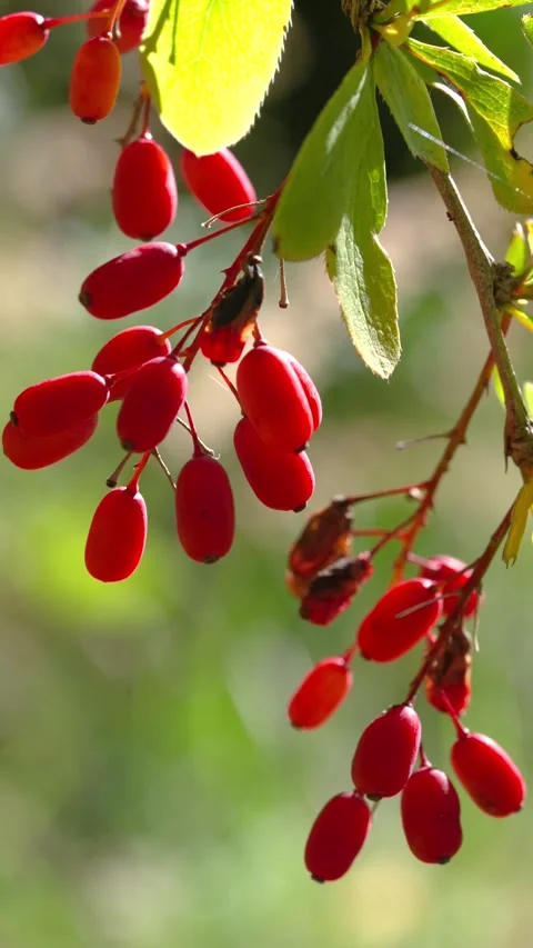 Close-up of red berry clusters and backlit green leaves with diagonal cascade an Stock Footage 345678139
