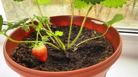 Close up of red berry growing on window in house. Home gardening. Stock Footage 209270116