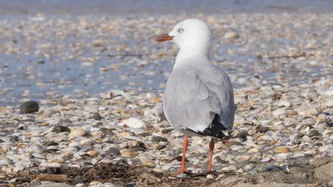 Close-up red-billed gull on beach Stock Footage 108274082
