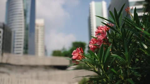 Close-up of red blooming Nerium oleander flowers in the wind and glass high rise 库存影片 295170799