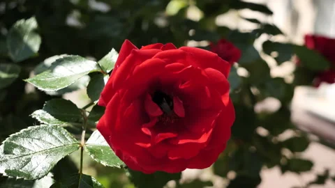 A close-up of a red blooming rose is being eyed by a bumblebee. Stock Footage 259130041