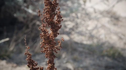 Close up of Red Blooms Surrounded in Cobwebs Stock Footage 90870347