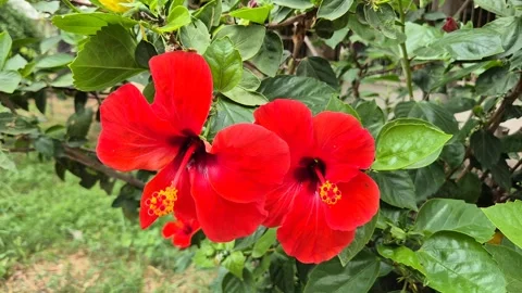 Close up of red blossoms of chinese hibiscus in garden Stock Footage 314367683