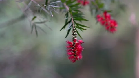 A close up on a red bottle brush flower. Stock Footage 141909628
