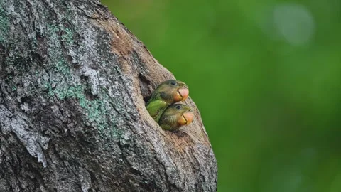 Close Up Of Red-breasted Parakeets In Tree Cavity 스톡 동영상 291044390