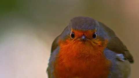 Close-up of red-breasted robin with puffed out feathers Stock Footage 251054556