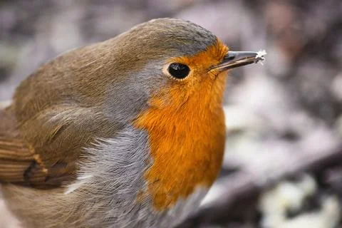 Close-up of a red-breasted robin with a snowflake on its beak Foto stock