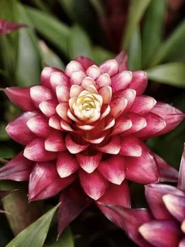 Close-up of red bromeliad rosette with layered petals Stock Photos