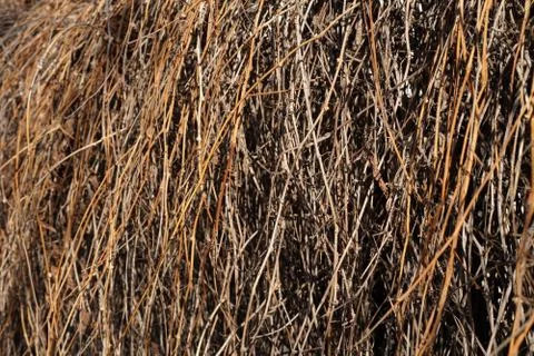 Close up of red brushwood Stock-Fotos