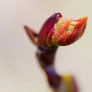 Close up of the red bud. Stock Photos