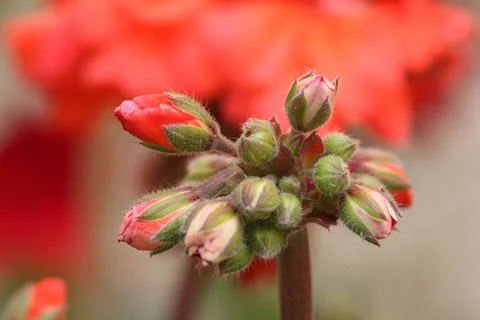 Close-up red bud Stock Photos