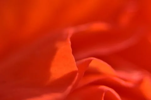 Close up of red bud. Stock Photos