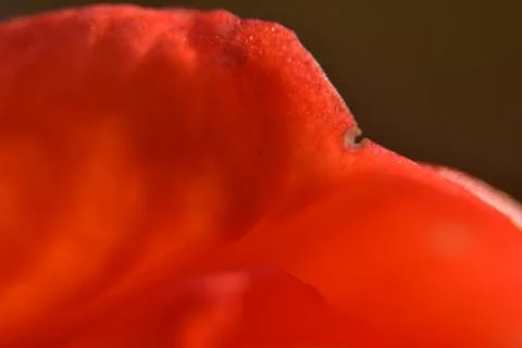 Close up of red bud. Stock Photos