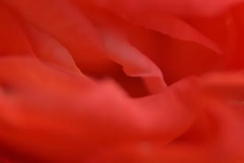 Close up of red bud. 스톡 사진