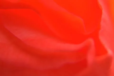 Close up of red bud. Stock Photos