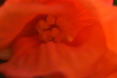 Close up of red bud. Stock Photos