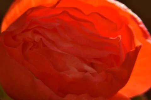 Close up of red bud. 스톡 사진