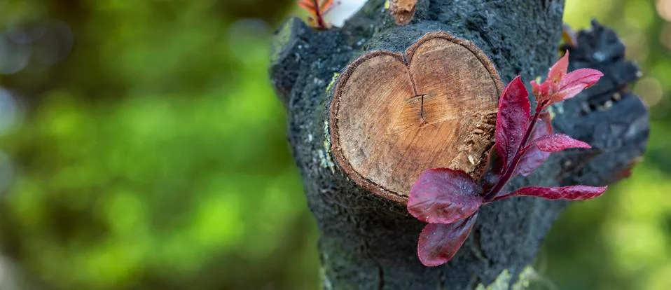 Close up a red budding flower on tree branch Foto stock