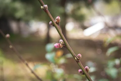 Close up of red buds on the tree branch at spring Stock Photos