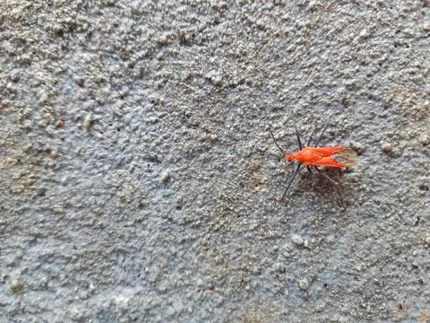 Close up of a Red bug on concrete surface Stock-Fotos