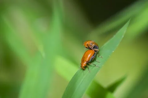 Close up of red bug on green leaf . Fighting bug , animals are together on .. Stock Photos