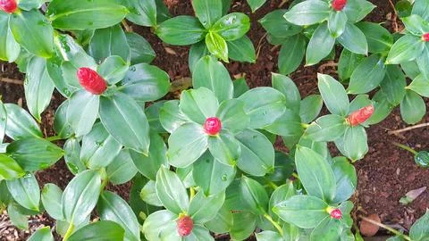 Close up of Red button ginger flower or Costus Woodsonii in the tropical garden Stock Photos