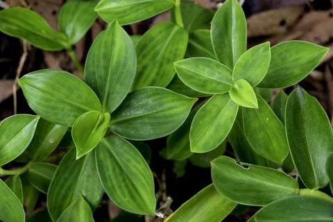 Close-up of red button ginger or Costus woodsonii leaves in a tropical garden Stock Photos