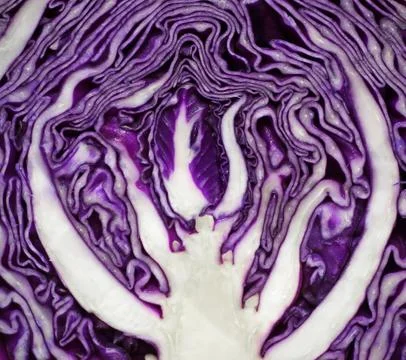 Close up on red cabbage Stock Photos