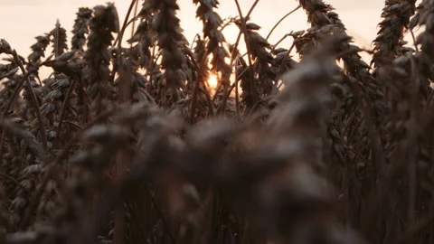 Close-up of red cabbage rotate on dark background. Stock Footage 154955056