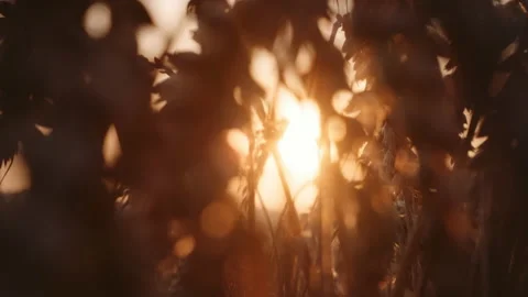Close-up of red cabbage rotate on dark background. Stock Footage 154955453