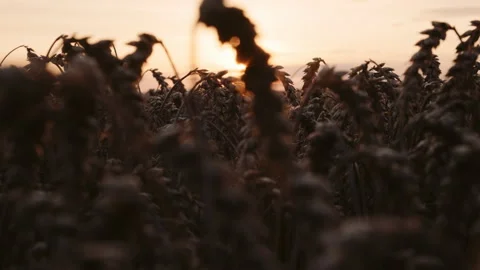 Close-up of red cabbage rotate on dark background. Vídeos de archivo 165242889