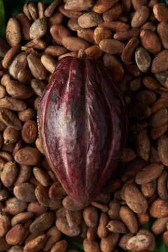 Close-up of red cacao pod Stock Photos