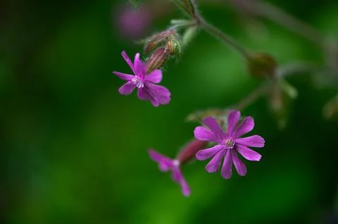 Close-up of red campion in bloom Stock Photos