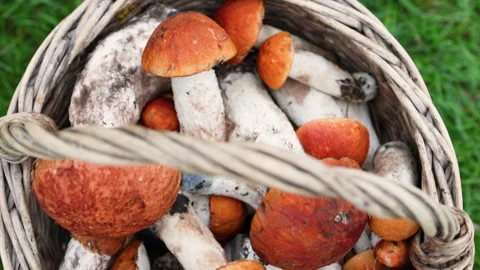 Close up of red capped boletus mushrooms in a round basket. Stock Footage 317684879